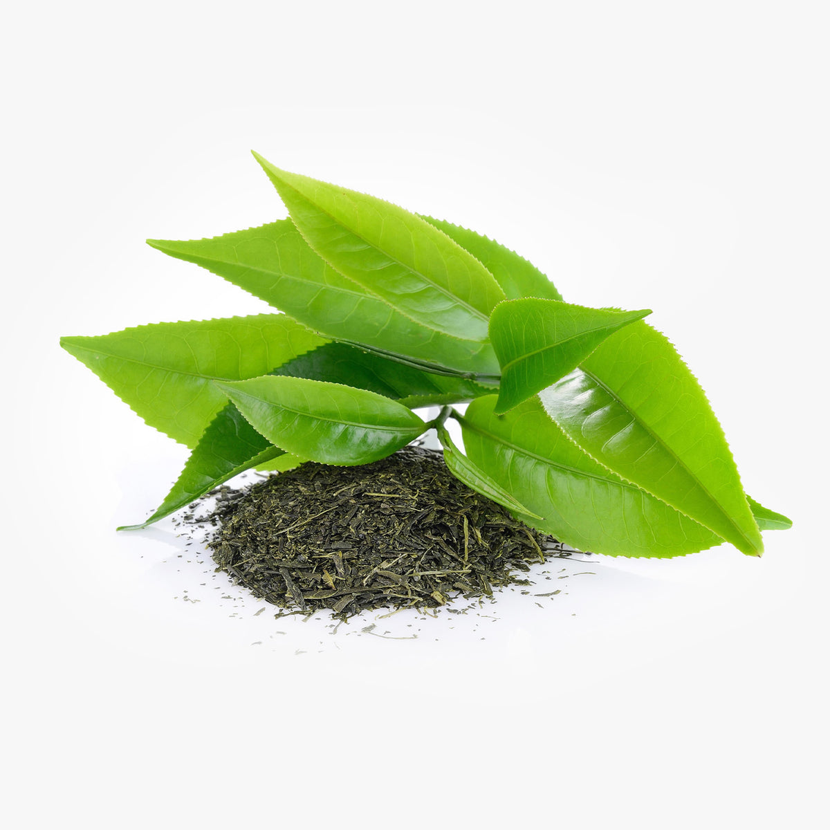 Green Tea Extract