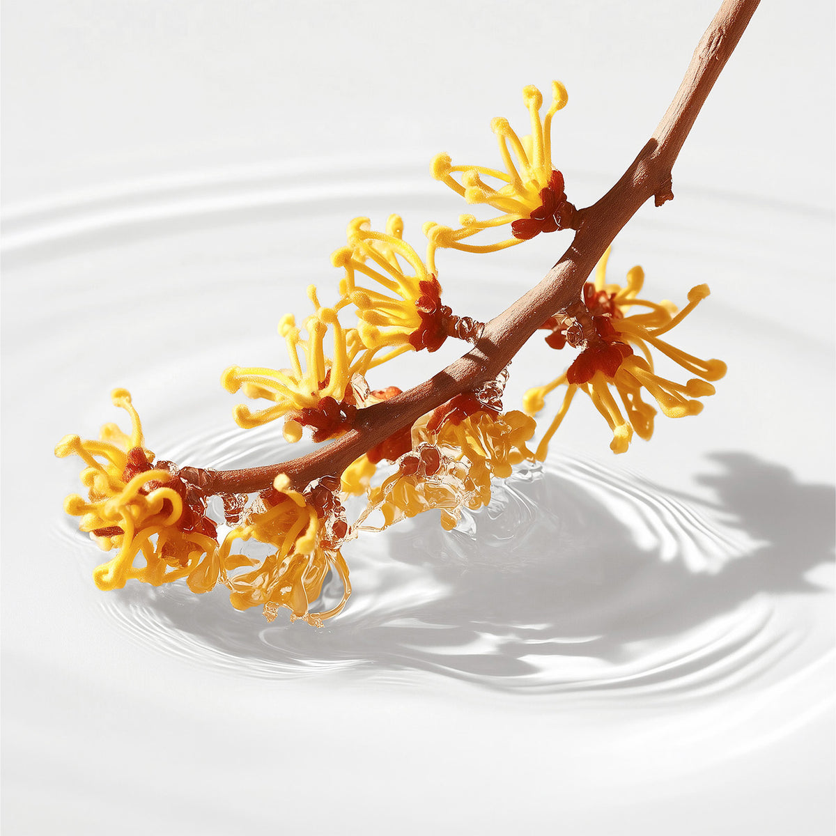 Witch Hazel